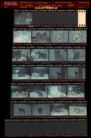 Photographs of Pet dogs, Culinary Union, Las Vegas (Nev.), 1999 (folder 1 of 1)