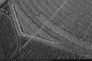 Photograph of installed heliostats at eastern side of Unit 2 solar field, April 11, 2012