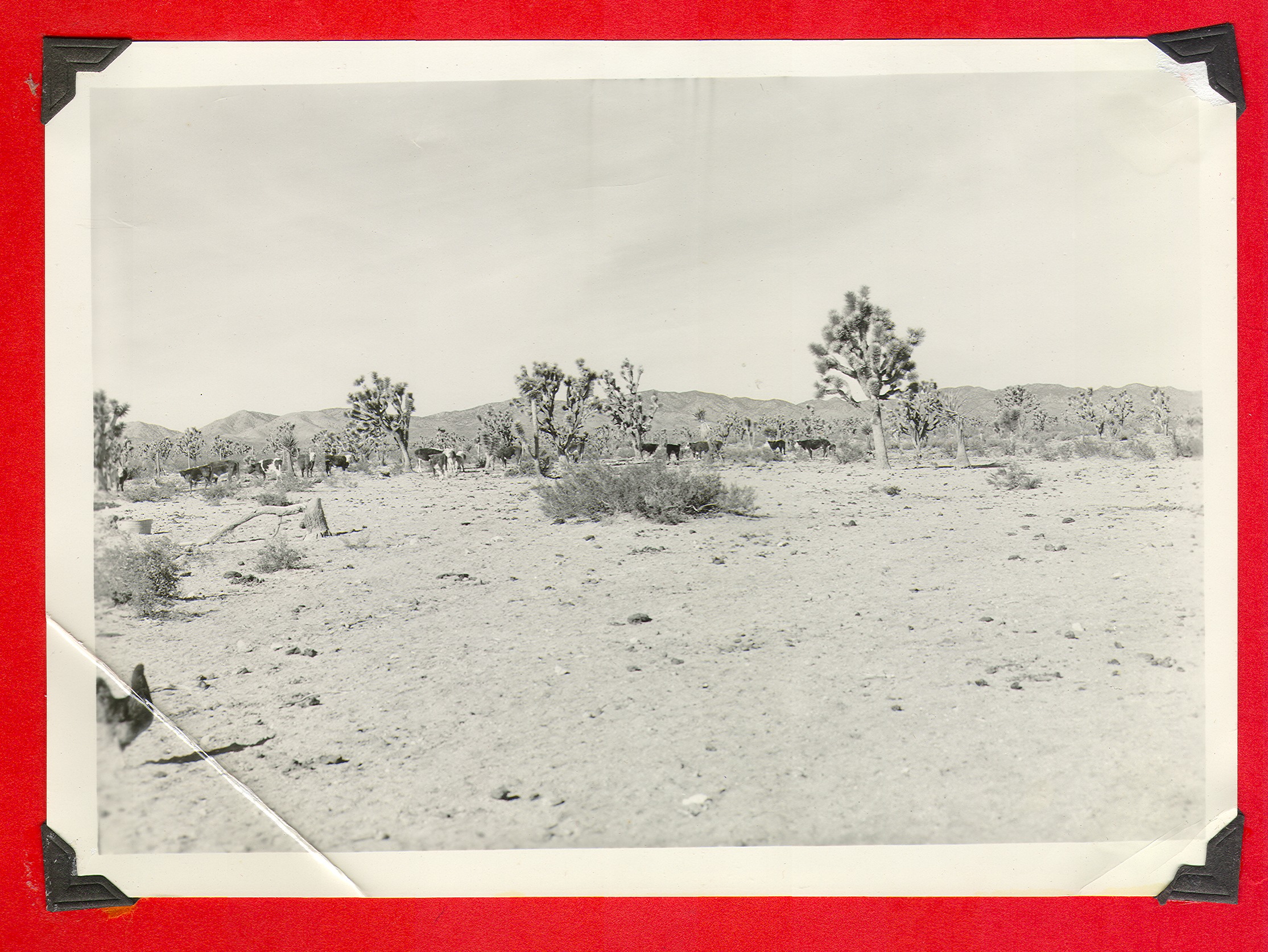 Billy mountain sheep near Joshua tree at Walking Box Ranch, Nevada: photographic print