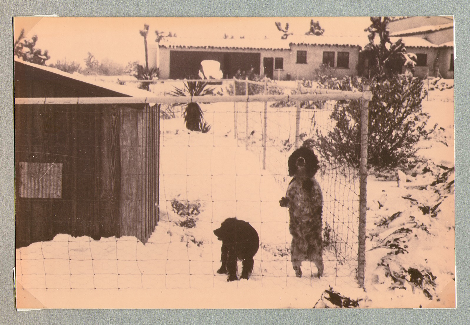 Two dogs at the Walking Box Ranch, Nevada: photographic print