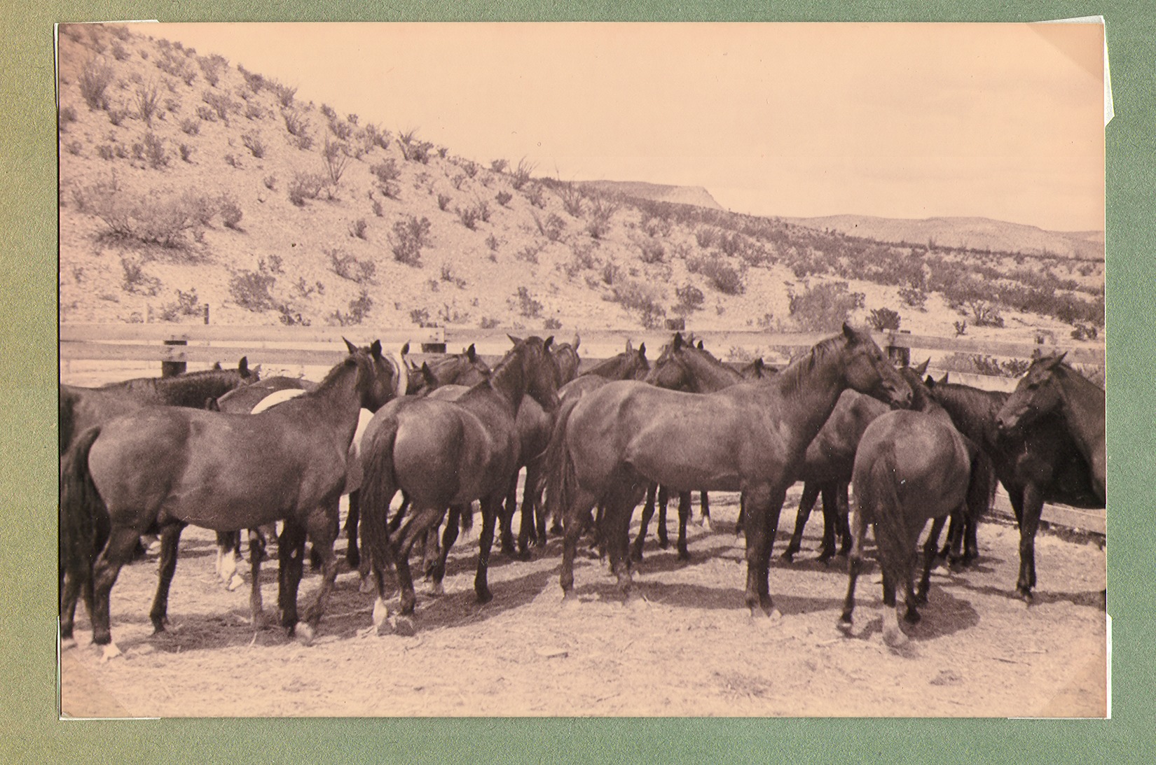 Herd of horses at Walking Box Ranch, Nevada: photographic print