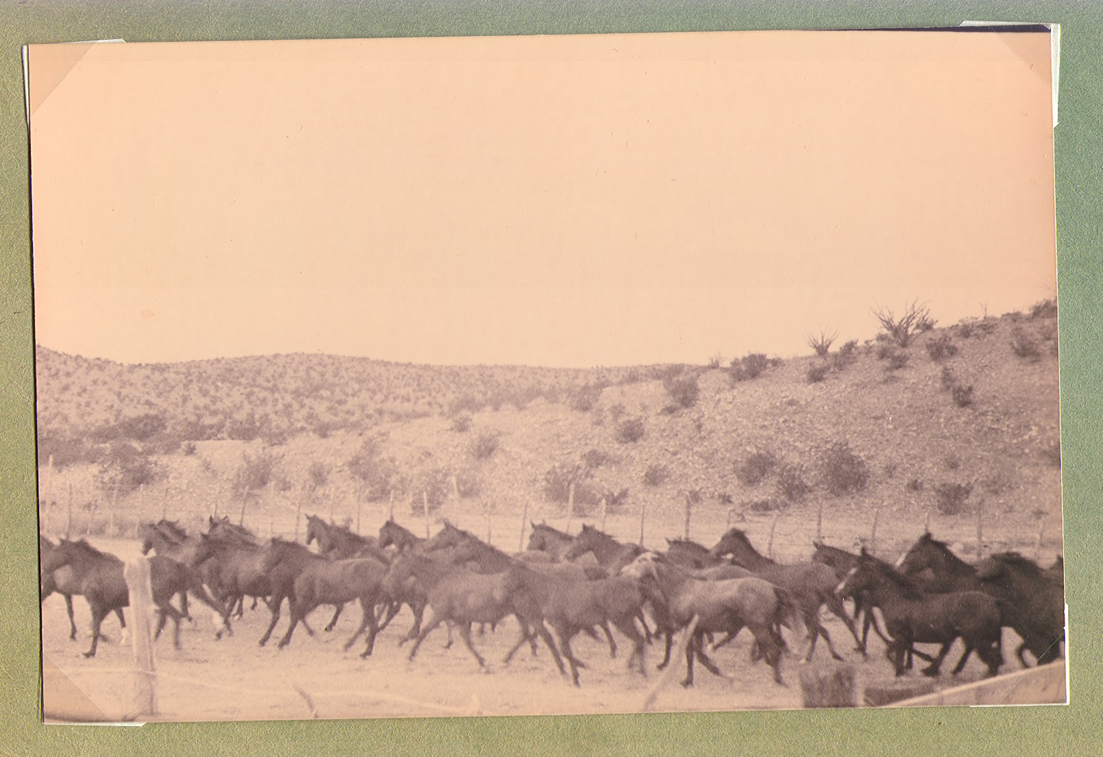 Herd of horses on the ranch