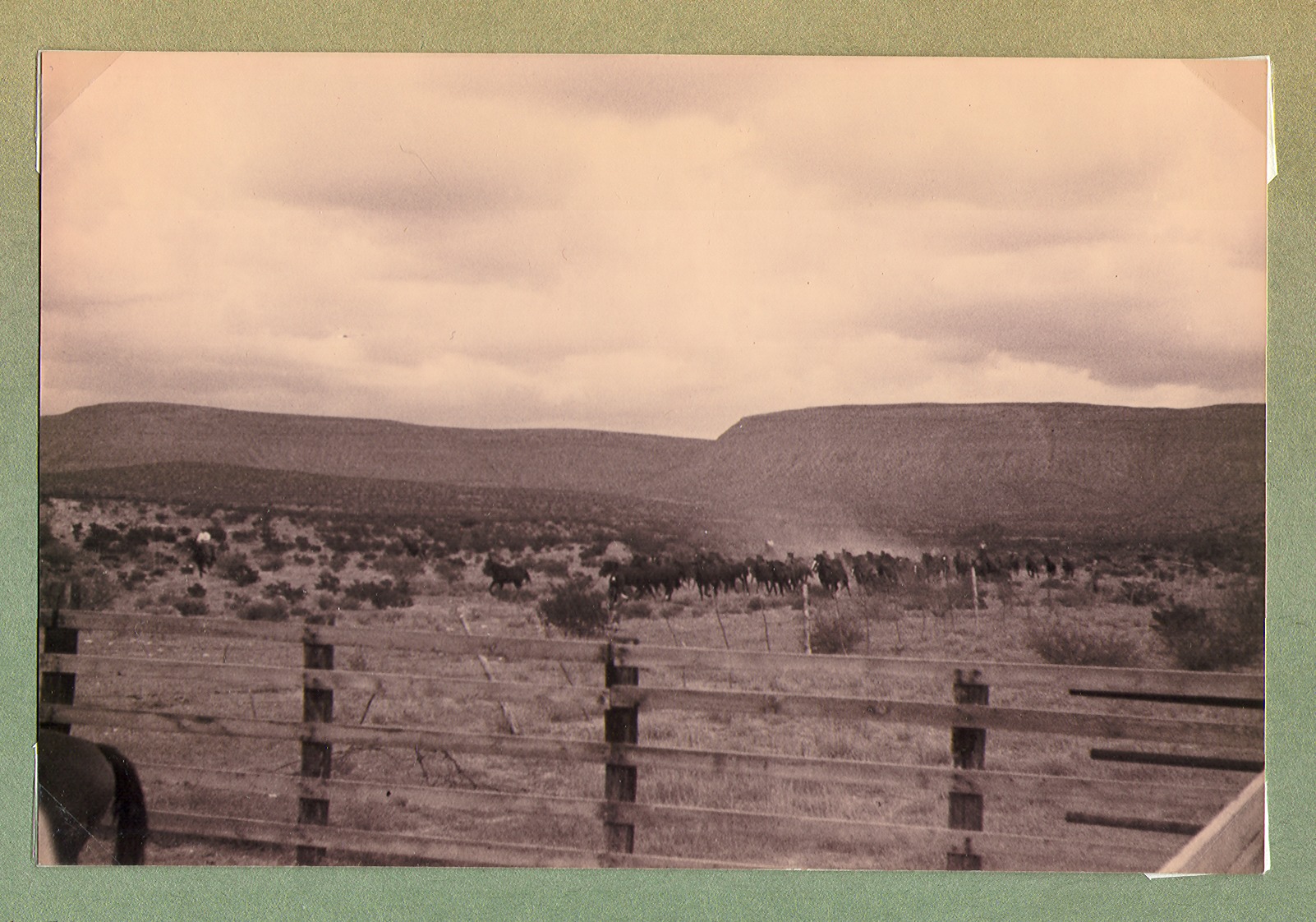 Fence on the ranch-horses beyond