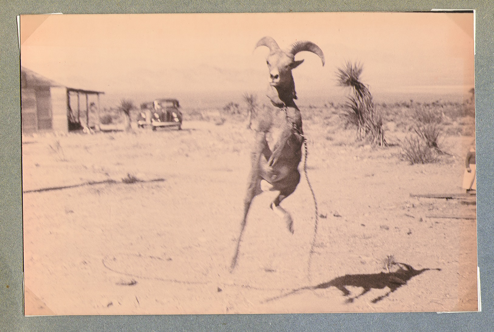 Goat on the ranch: photographic print