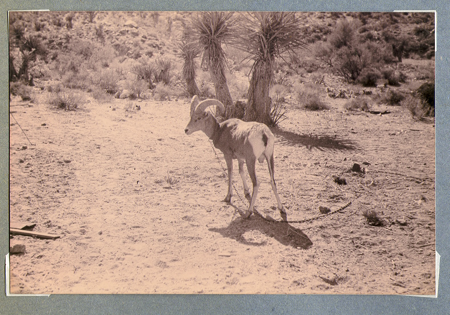 Goat at the ranch: photographic print