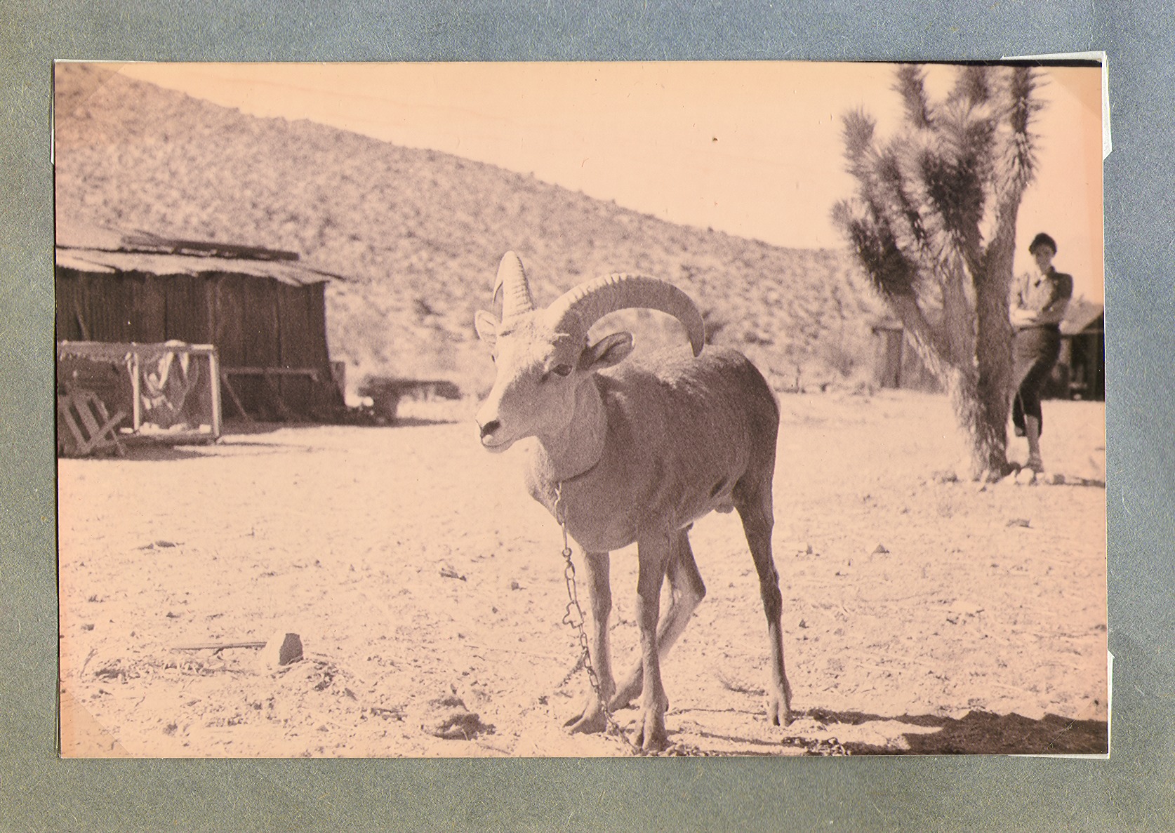 Goat at the ranch: photographic print