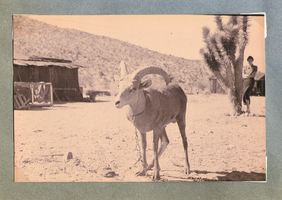 Goat at the ranch: photographic print