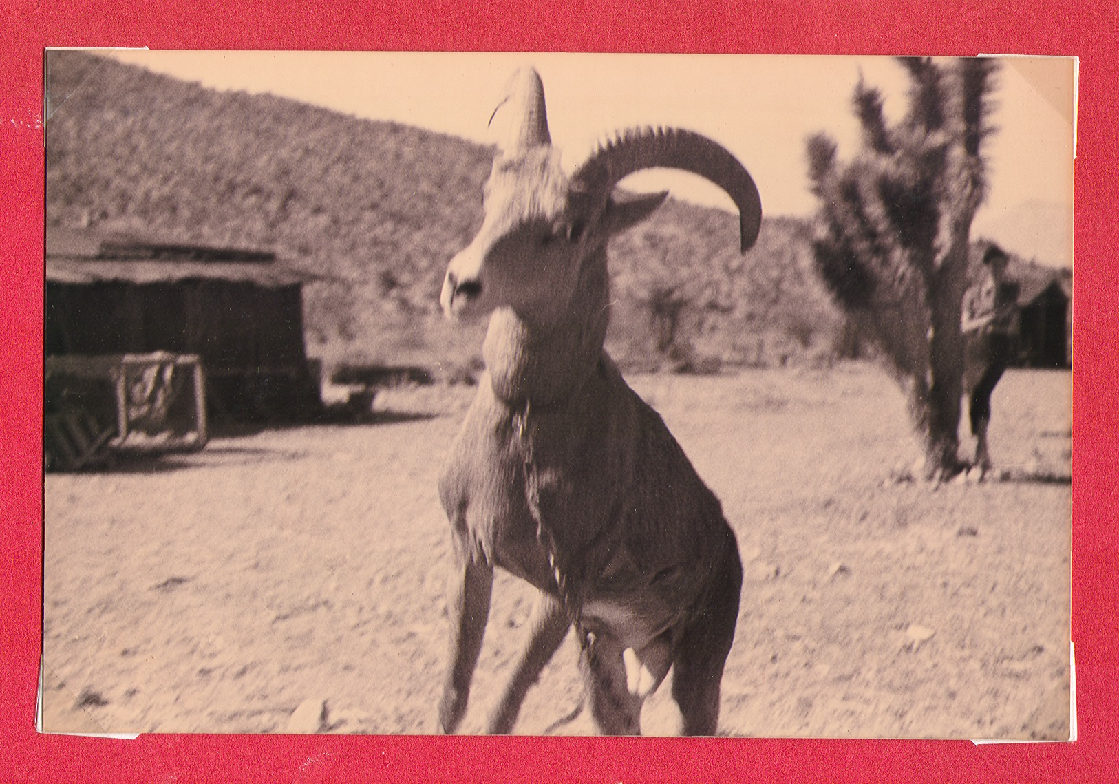 Goat on the ranch: photographic print
