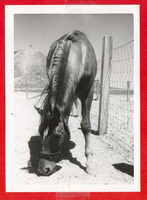 The same horse (Clara Bow's horse on the ranch): photographic print