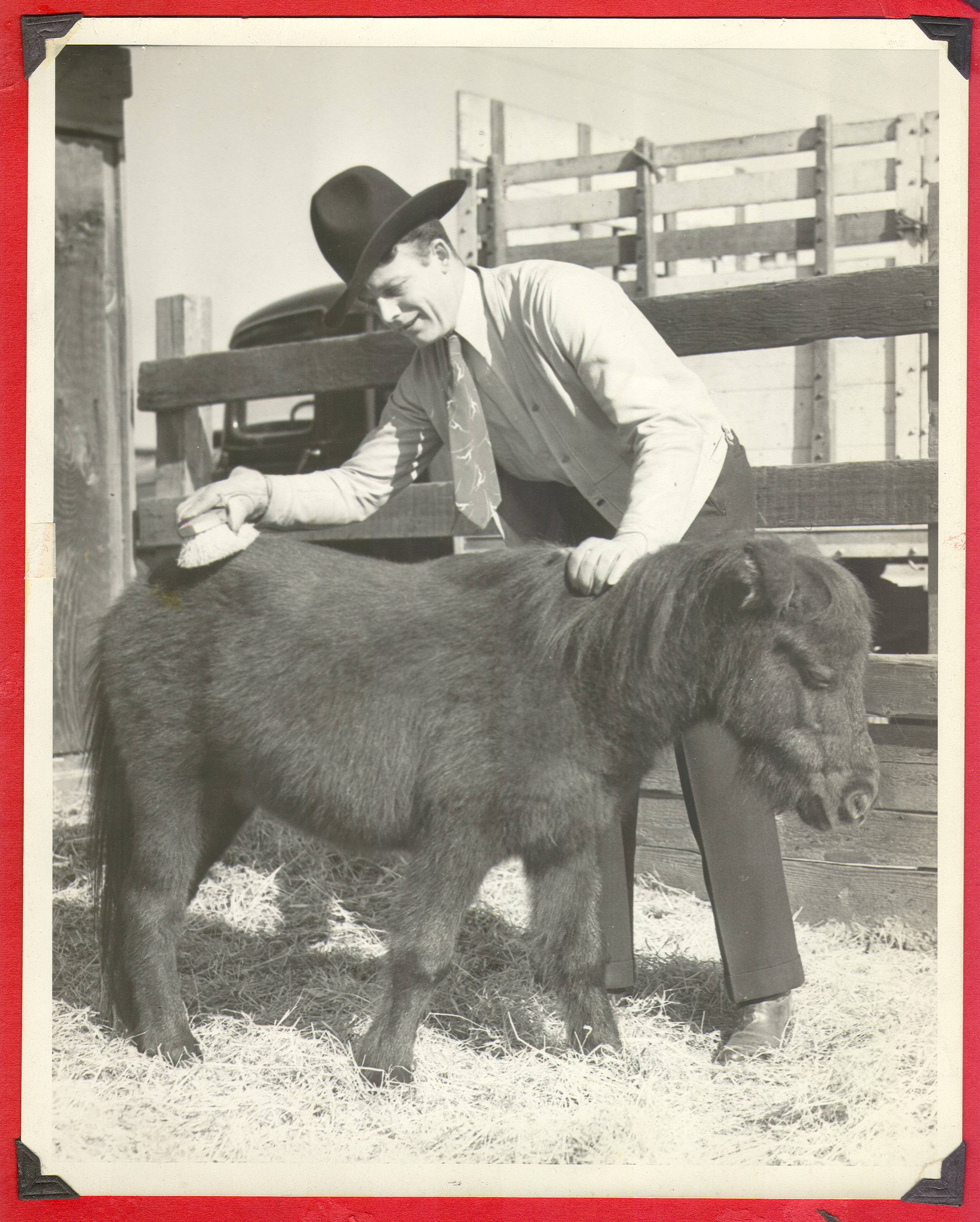 Rex Bell grooming the Shetland pony, Smokey, at the ranch: photographic print