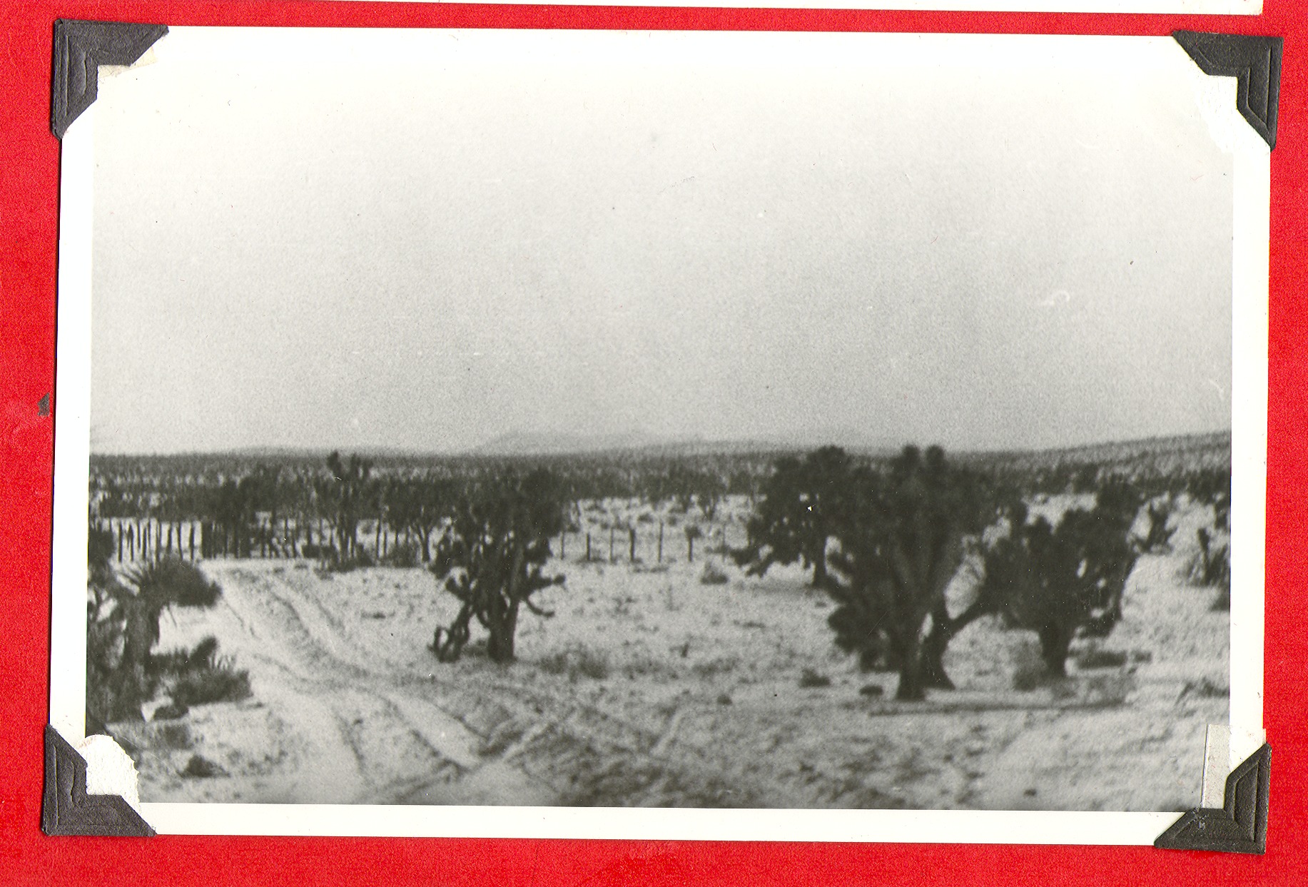 View of the desert and Joshua trees on the ranch: photographic print