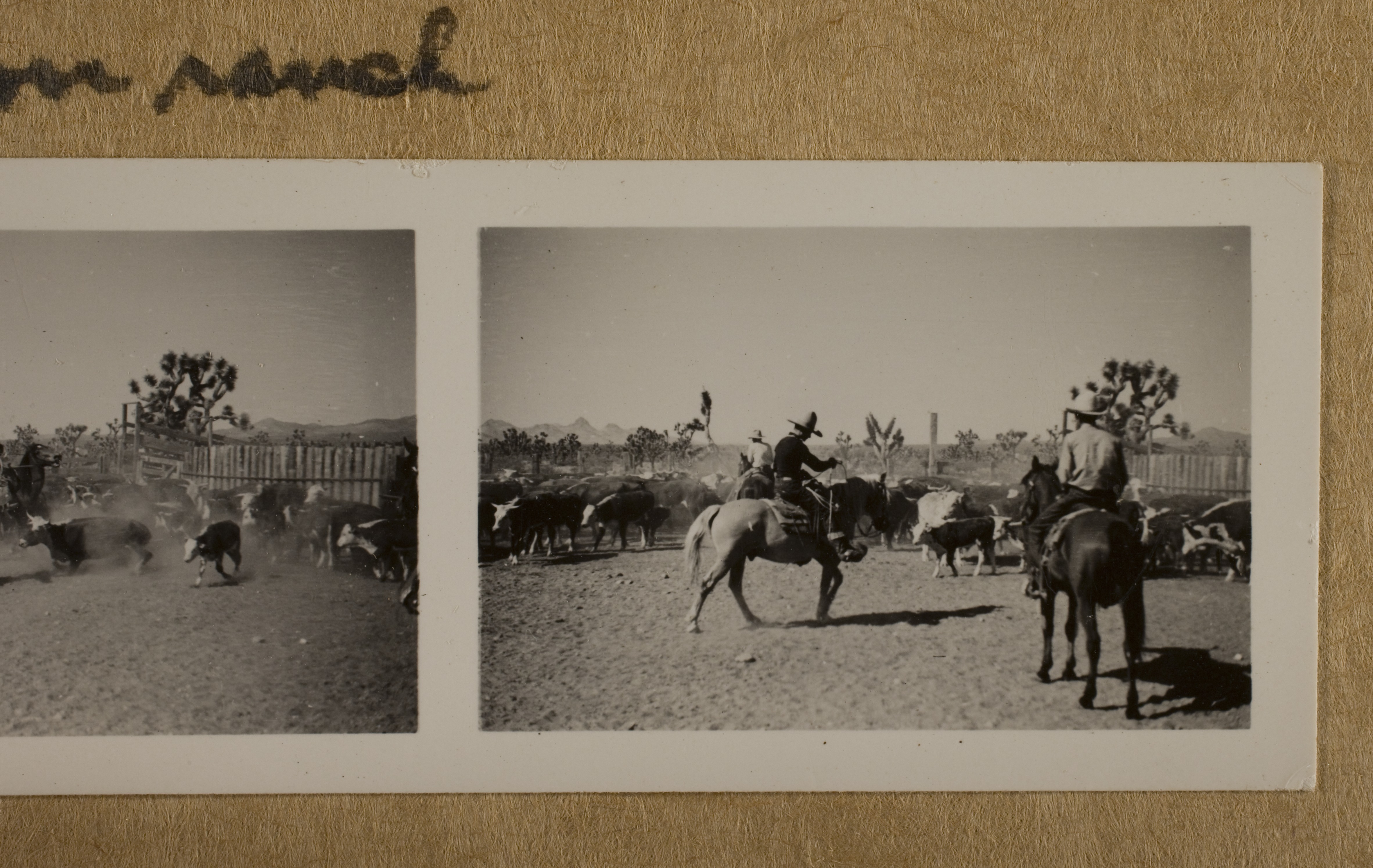 Two unknown cowboys and  Rex Bell (George Francis Beldam) (center) with cattle at Walking Box Ranch: photographic print