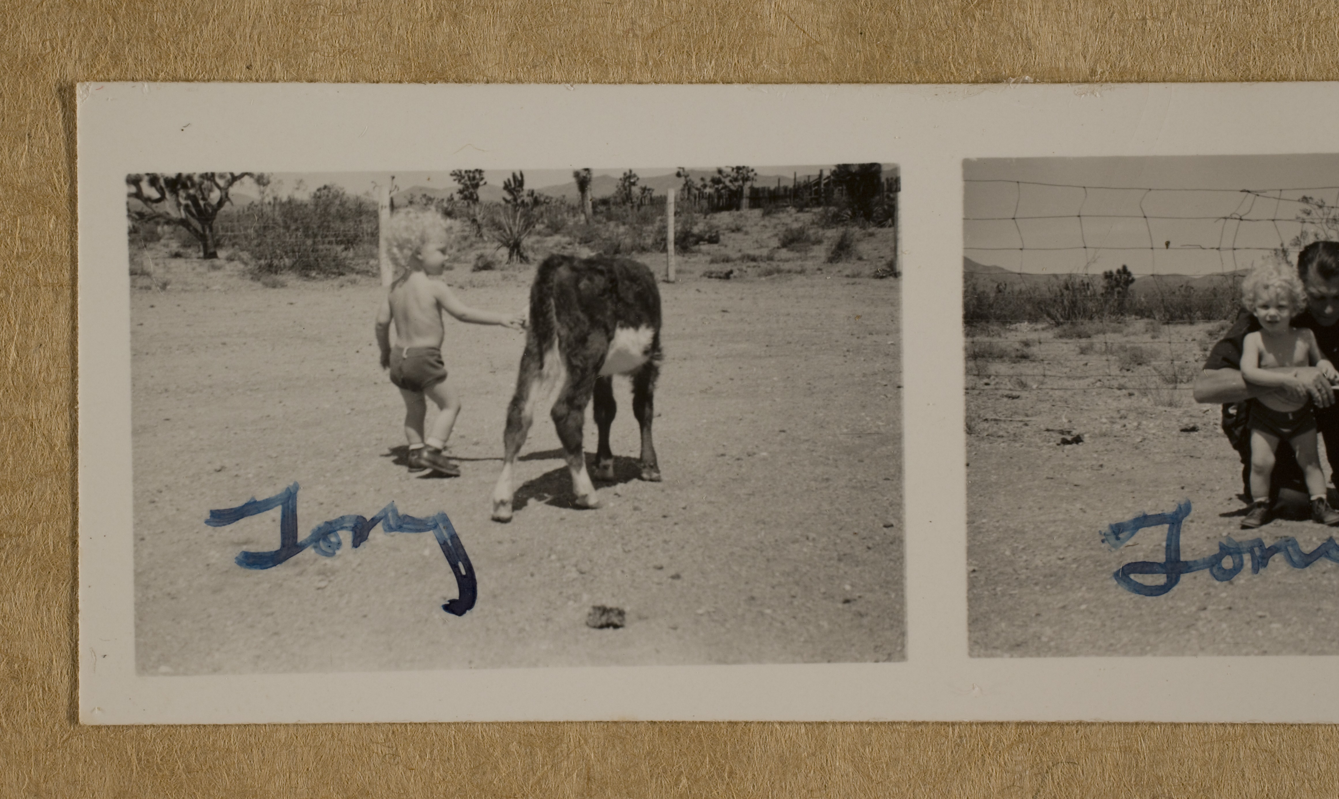 Rex Anthony Bell, Jr (Toni Larbow Beldam) with calf at Walking Box Ranch, Nevada: photographic print