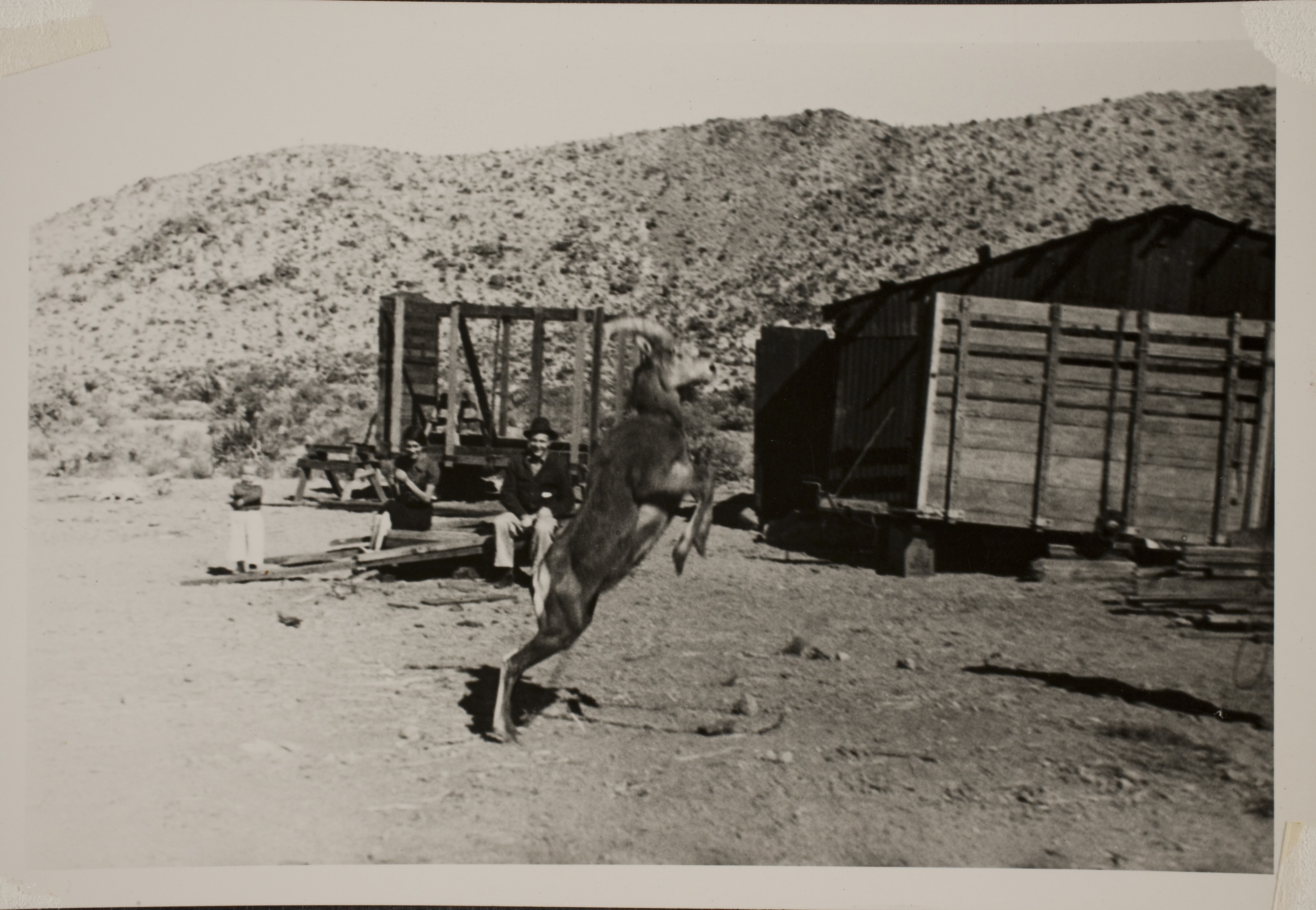 Billy the Bighorn sheep that was a pet at Walking Box Ranch, Nevada.  This photo is from an unidentified location: photographic print