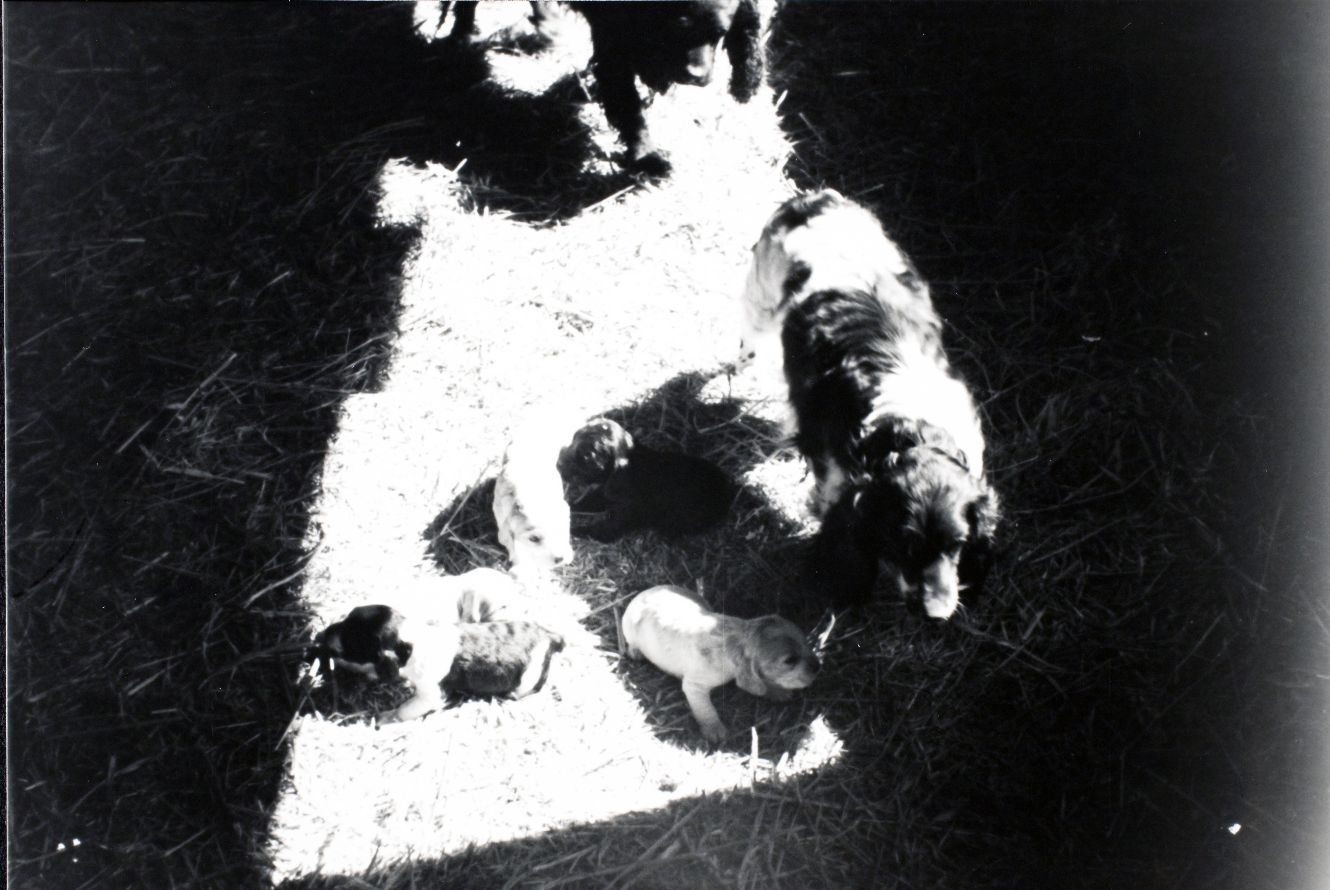 Cocker spaniel and puppies: photographic print