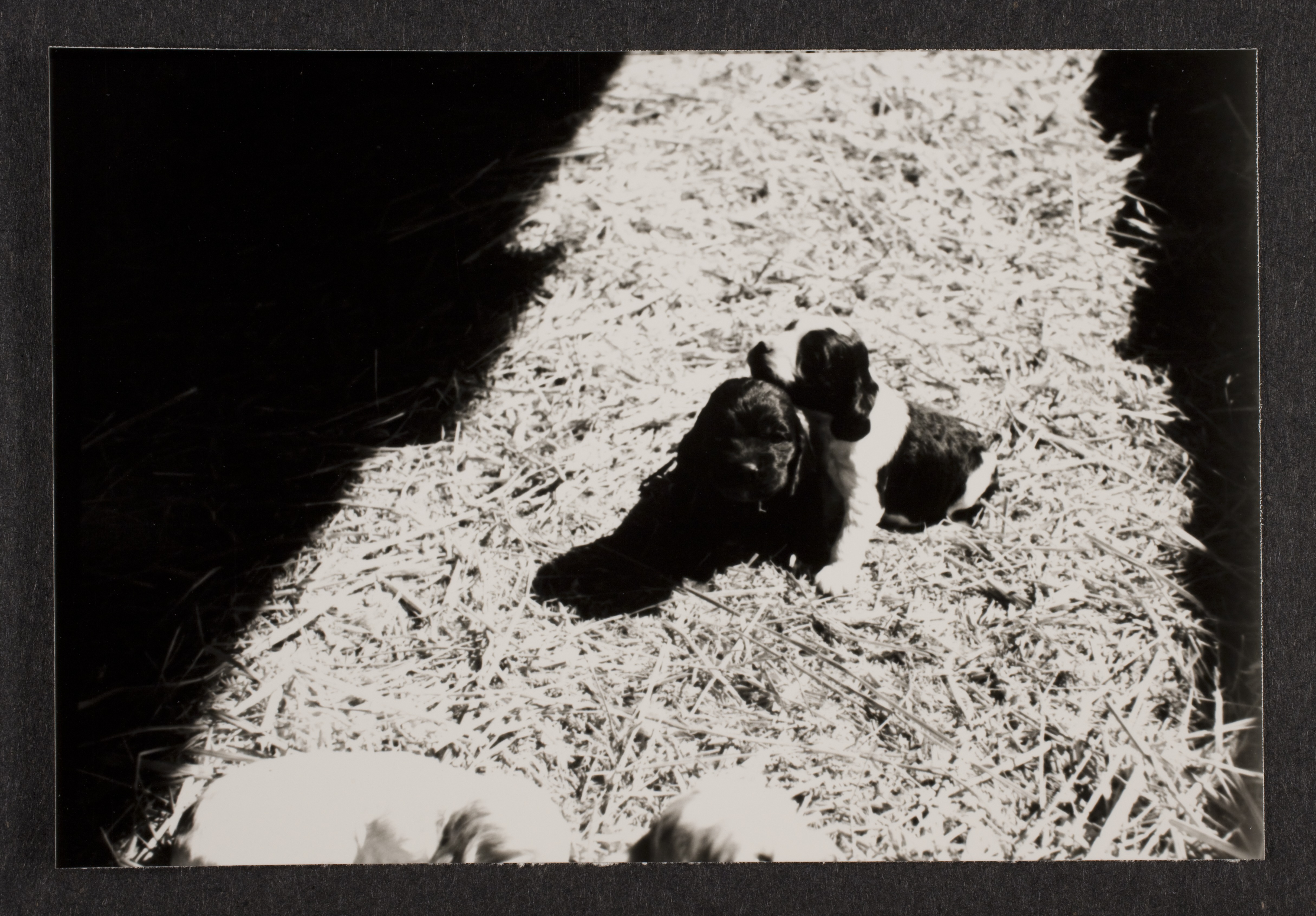 Cocker spaniel puppies: photographic print