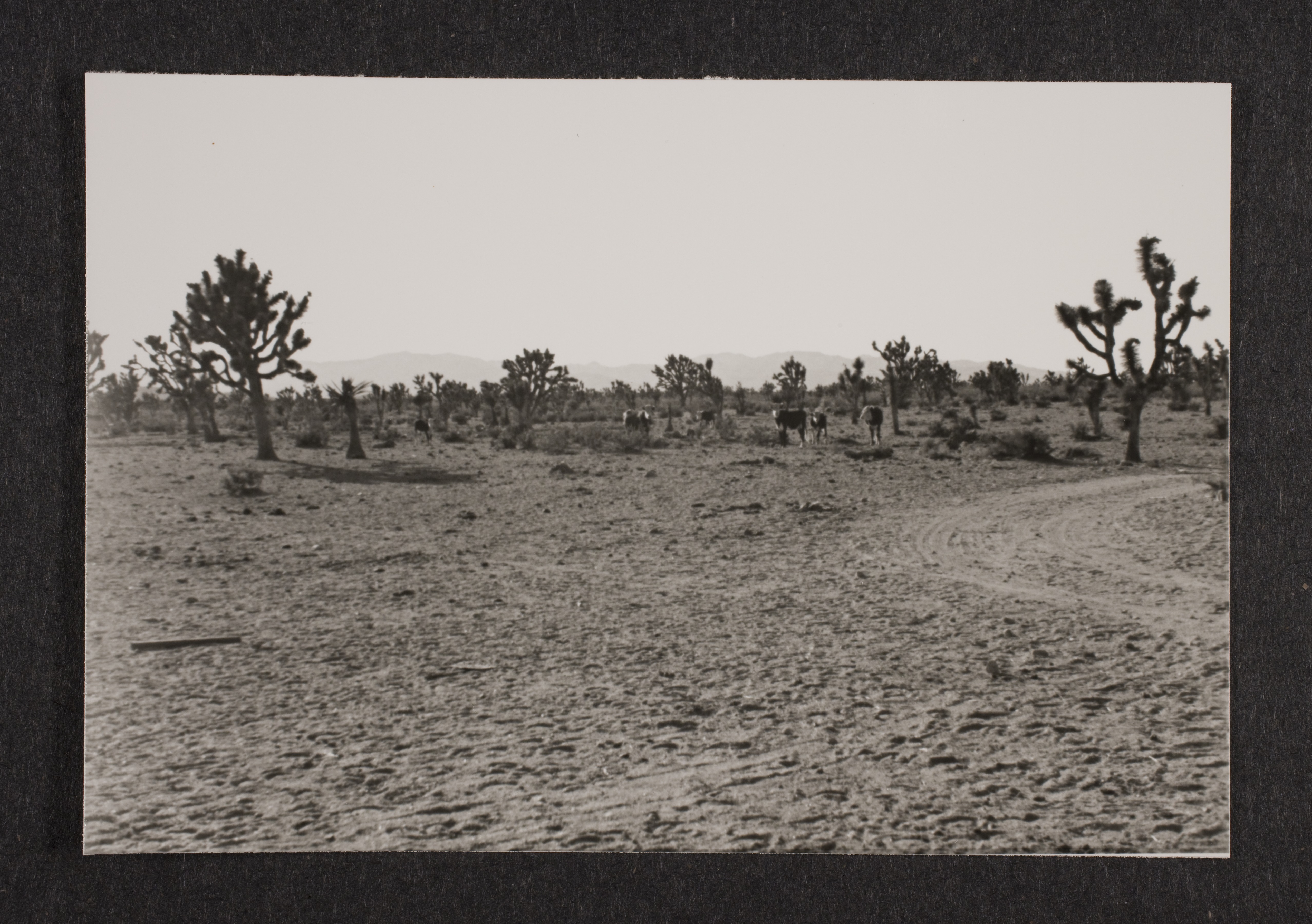 Cattle in the desert at Walking Box Ranch, Nevada: photographic print