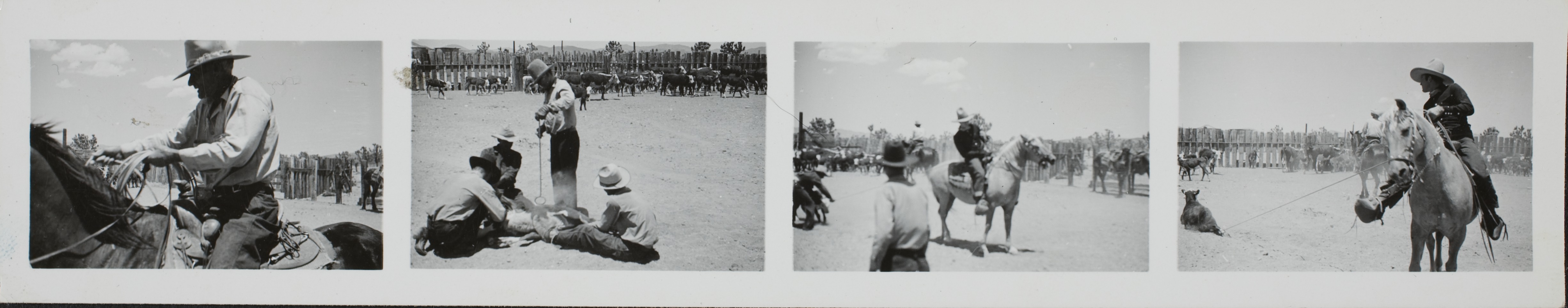 Rex Bell and cowboys with horses and cattle at Walking Box Ranch, Nevada: photographic print