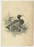 Arlington, menu, Sunday, August 5, 1883