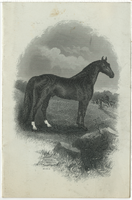 American Hotel, menu, Sunday, September 28, 1884