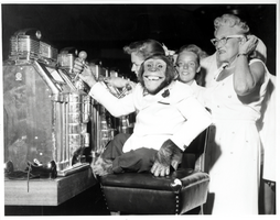 Film transparency of a chimpanzee with slot machines at the Sands Hotel, Las Vegas, circa late 1950s early 1960s