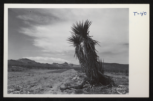 Postcard showing Boulder Highway between Boulder City, Nevada, and Kingman, Arizona, circa 1935