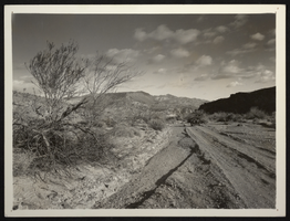 Photograph of an old road to Kingman Wash, Arizona, January 20, 1932