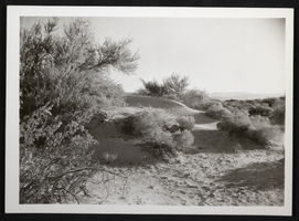 Photograph of desert sand dunes and brush in the Southwest United States, circa 1930s-1950s