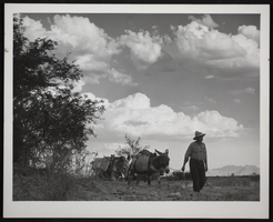 Photograph of man and two mules, circa 1930s-1950s