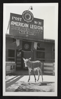 Black-and-white photograph of burro in front of Boulder City American Legion, Nevada, circa 1930s-1950s
