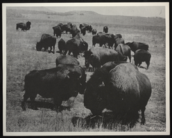 Photograph of bison, circa 1920s-1950s
