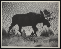 Photograph of moose, circa 1920s-1950s