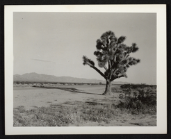 Postcard of Joshua tree, circa 1920s-1950s