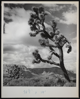 Photograph of Joshua tree, 1920s-1950s