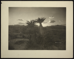 Photograph of Spanish Daggers near Hoover Dam, circa 1930s-1940s