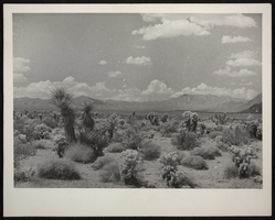 Photograph of Joshua trees and cholla cactus, circa 1920s-1950s