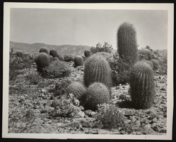 Photograph of barrel cacti, circa 1930s-1940s