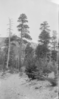 Film transparency showing trees at Mt. Charleston, Nevada, circa 1930s-1940s
