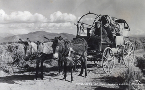 Postcard showing a prospector in a mule-drawn wagon, circa 1920-1955