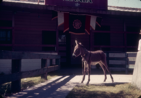 Slide of a donkey in front of an American Legion building, Boulder City, Nevada, circa late 1930s-1950s