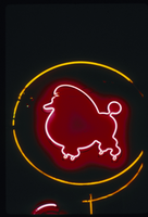 Slide of pink poodle neon sign, Las Vegas, circa 1980s