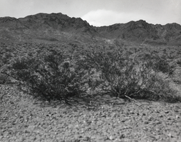 Photograph of the desert site that later became Boulder City, Nevada, March 13, 1931