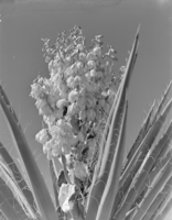 Film transparency of a Spanish dagger, circa 1930s-1940s