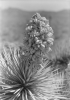 Film transparency of a Spanish dagger, circa 1930s-1940s