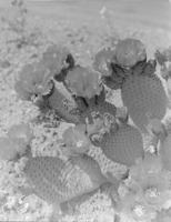 Film transparency of a prickly pear, circa 1930s-1940s