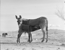Film transparency of two burros, circa 1930s-1940s