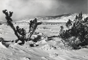 Photograph of vegetation near Mount Charleston, Nevada, circa 1930s-1940s