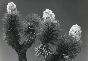Photograph of Joshua trees in the American Southwest, circa 1930s-1940s