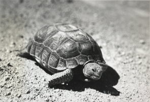 Photograph of desert tortoise, circa 1930s-1940s