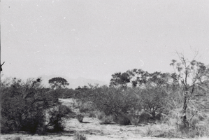 Film transparency of Big Springs, Las Vegas, circa mid 1970s
